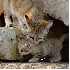 Admirez les chats des sables.
