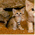 Admirez les chats des sables.