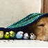 Ce chien complice avec huit oi