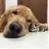 Ce chien complice avec huit oi