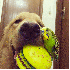 Ce chien complice avec huit oi