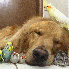 Ce chien complice avec huit oi