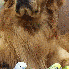 Ce chien complice avec huit oi