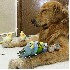 Ce chien complice avec huit oi