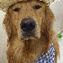 Ce chien complice avec huit oi