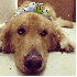 Ce chien complice avec huit oi