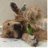 Ce chien complice avec huit oi
