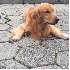 Ce chien complice avec huit oi