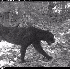 la panthère noire possède de