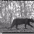 la panthère noire possède de