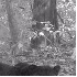 la panthère noire possède de