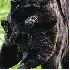 la panthère noire possède de