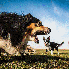 Ces chiens se transforment en 