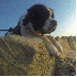 Ces chiens se transforment en 