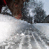 Ces chiens se transforment en 