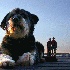 Ces chiens se transforment en 