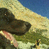Ces chiens se transforment en 