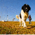 Ces chiens se transforment en 