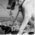 Ces chiens se transforment en 