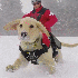 Ces chiens se transforment en 