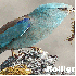 La France abrite des oiseaux e