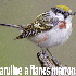 La France abrite des oiseaux e