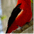 La France abrite des oiseaux e