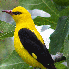 La France abrite des oiseaux e
