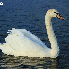 La France abrite des oiseaux e