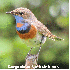 La France abrite des oiseaux e