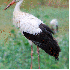 La France abrite des oiseaux e