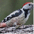 La France abrite des oiseaux e