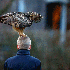 Ce hibou se poser sur la tête