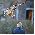 Ce hibou se poser sur la tête