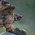 Ce hibou se poser sur la tête