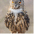 Ce hibou se poser sur la tête