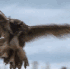 Ce hibou se poser sur la tête