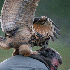 Ce hibou se poser sur la tête