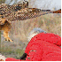 Ce hibou se poser sur la tête