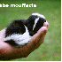 Des animaux dans le creux la m