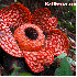 Plantes qui semblent venir d