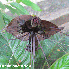 Plantes qui semblent venir d