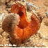 Plantes qui semblent venir d