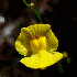 Plantes qui semblent venir d