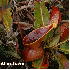 Plantes qui semblent venir d