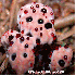 Plantes qui semblent venir d