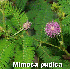Plantes qui semblent venir d