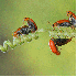 De superbes clichés macroscop