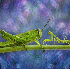 De superbes clichés macroscop