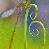 De superbes clichés macroscop